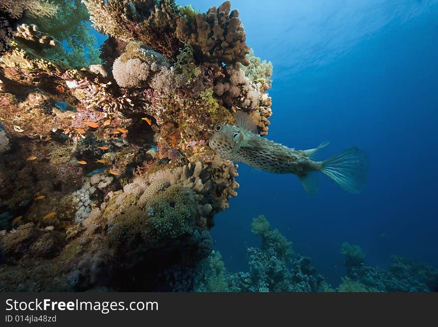 Coral and fish taken in the Red Sea.