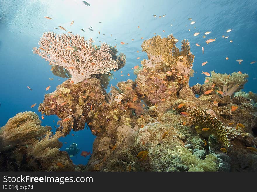 Coral and fish taken in the Red Sea.