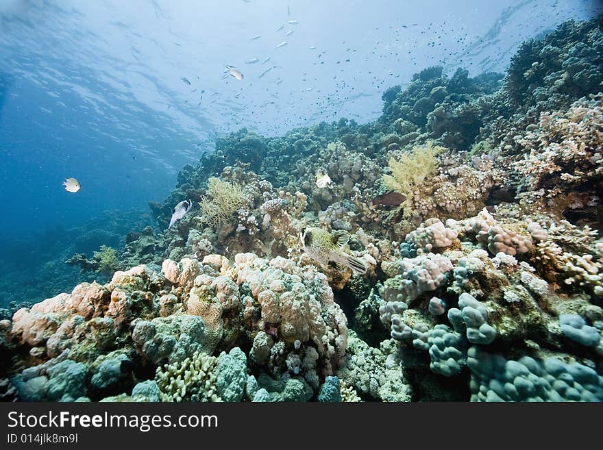 Coral and fish taken in the Red Sea.