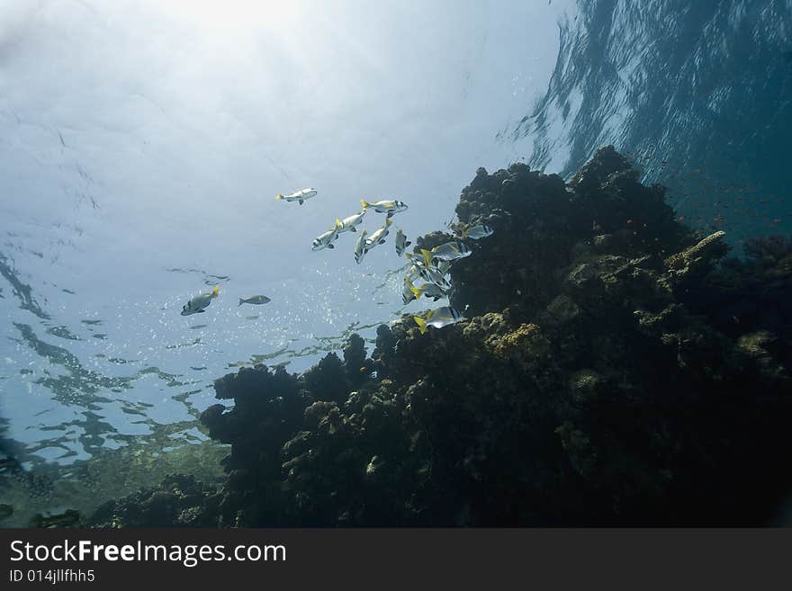 Coral and fish taken in the Red Sea.