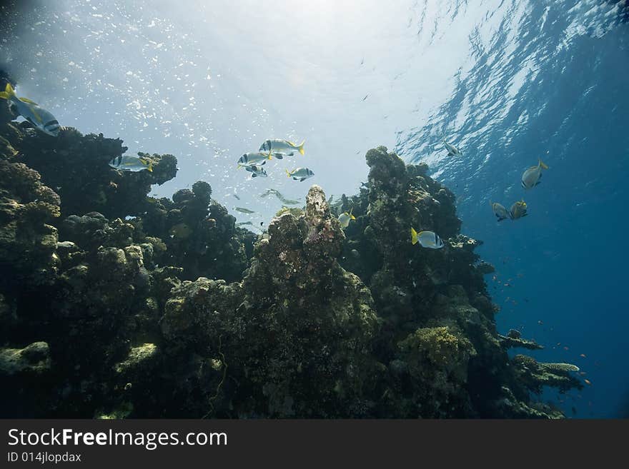 Coral and fish taken in the Red Sea.