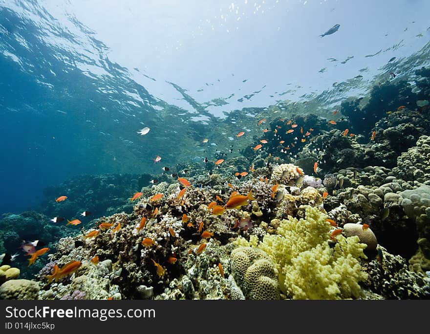 Coral and fish taken in the Red Sea.