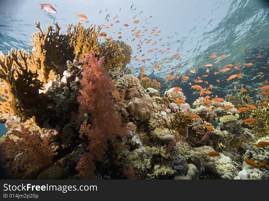 Coral and fish taken in the Red Sea.