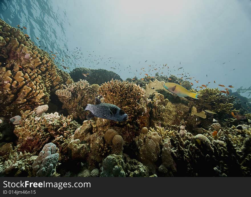 Coral and fish taken in the Red Sea.