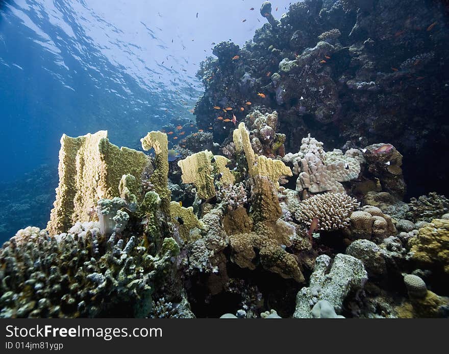 Coral and fish taken in the Red Sea.