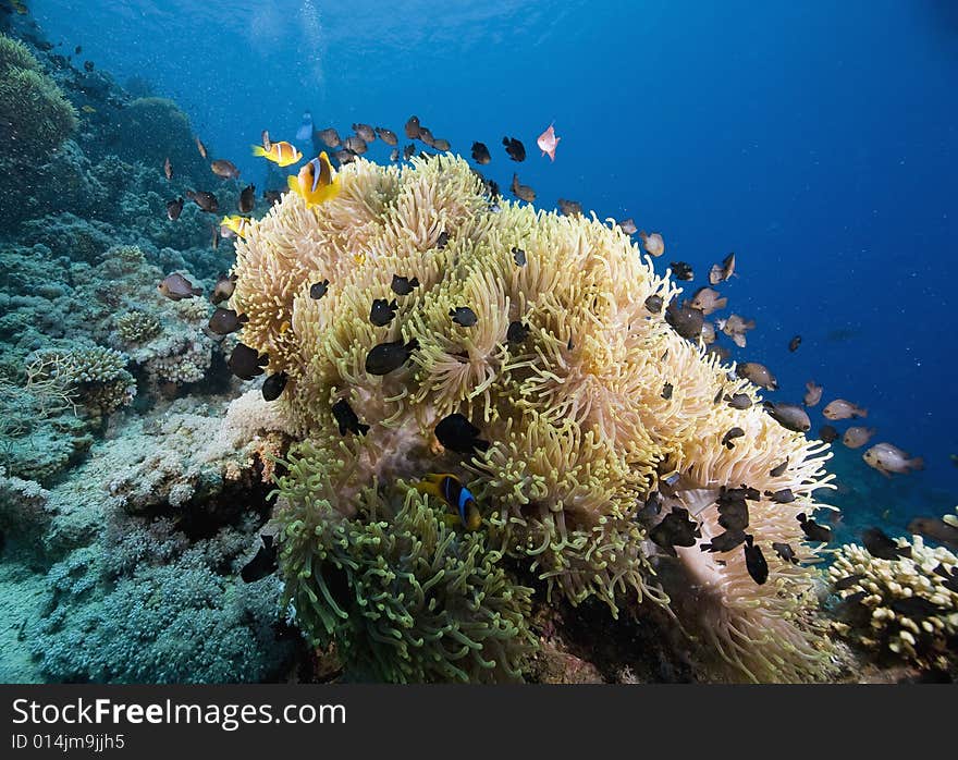 Red sea anemonefish (Amphipiron bicinctus)  taken in the Red Sea.