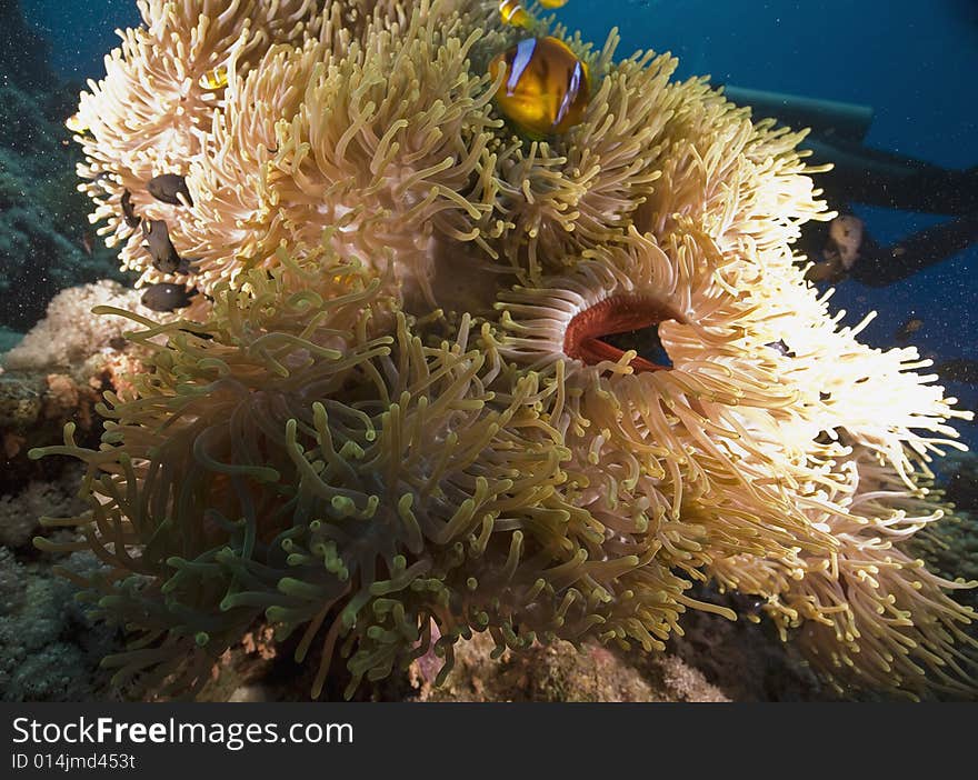 Red sea anemonefish (Amphipiron bicinctus)  taken in the Red Sea.