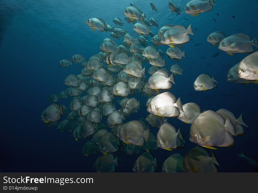 Orbicular spadefish (platax orbicularis) taken in the Red Sea.