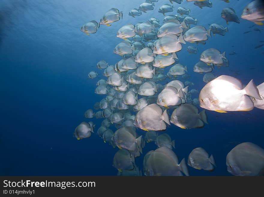 Orbicular spadefish (platax orbicularis) taken in the Red Sea.