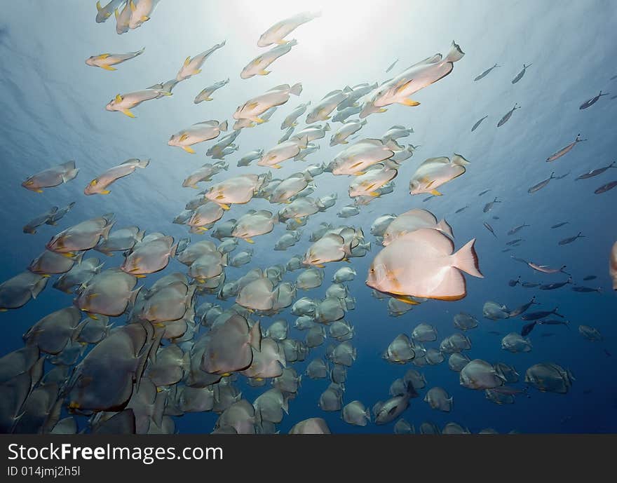 Orbicular spadefish (platax orbicularis) taken in the Red Sea.