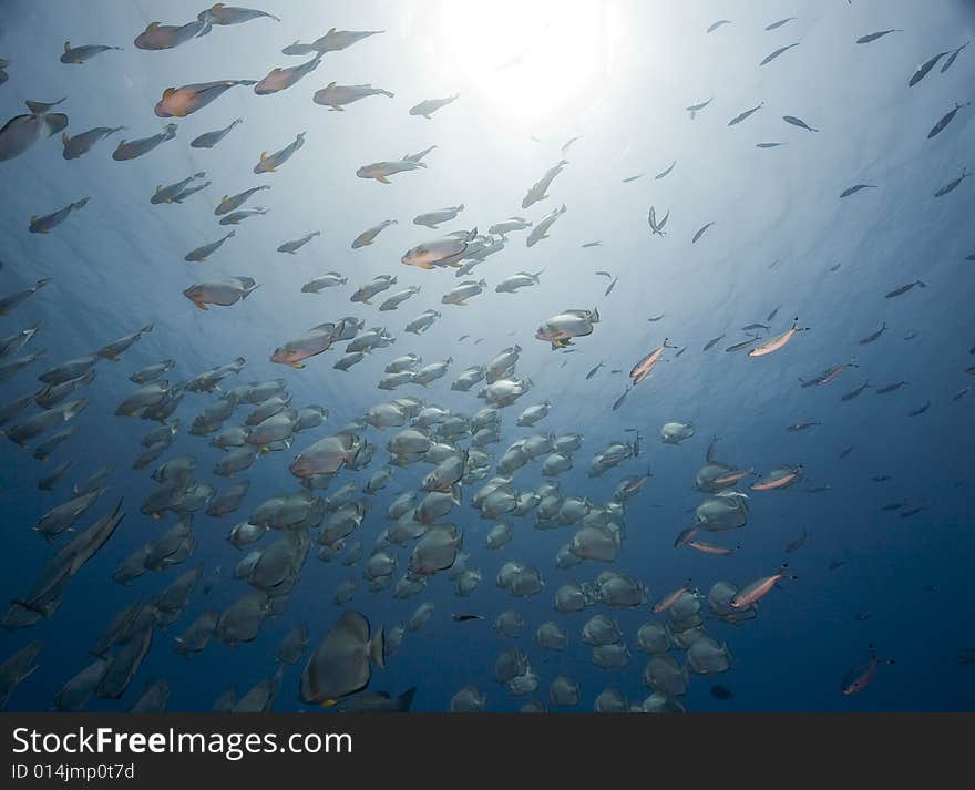 Orbicular spadefish (platax orbicularis)