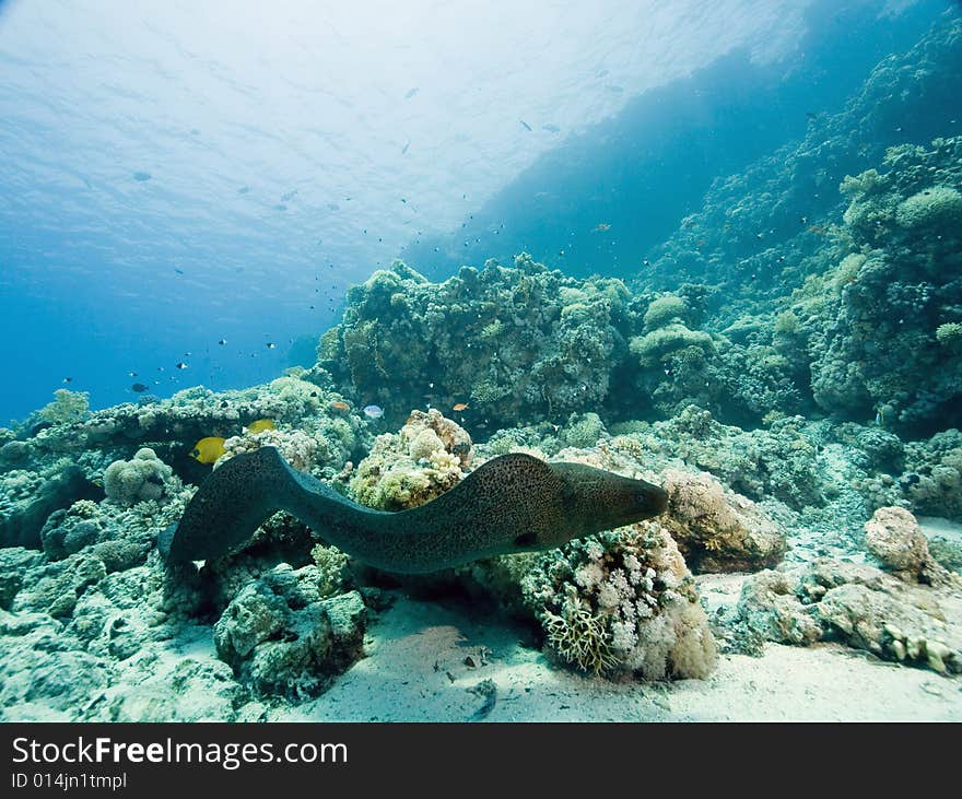 Giant moray (gymnothorax javanicus) taken in the Red Sea.