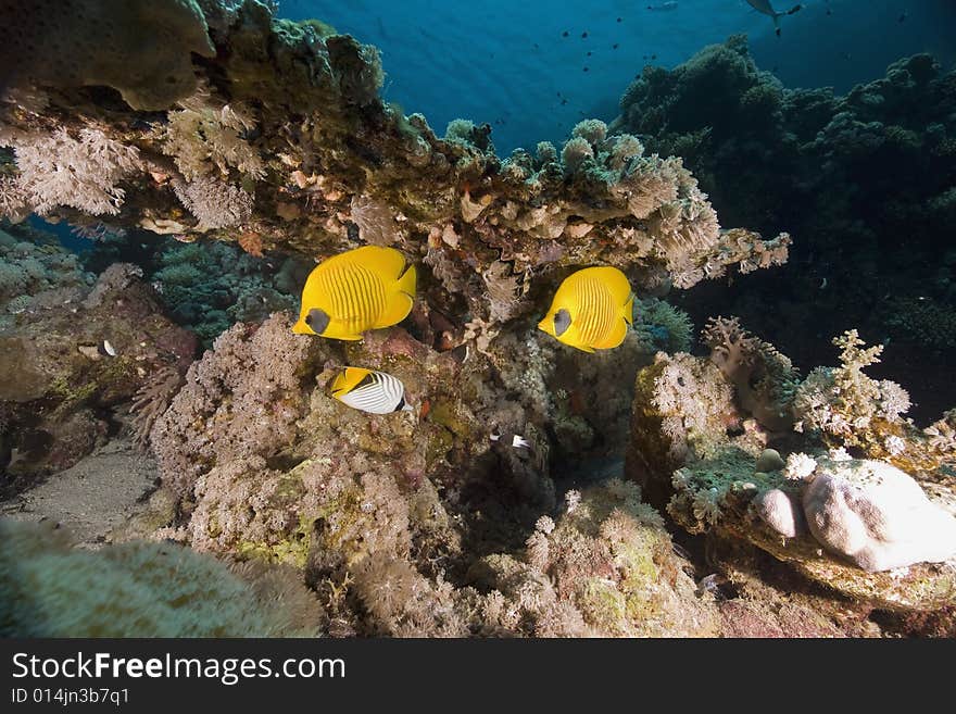 Masked butterflyfish (chaetodon larvatus)