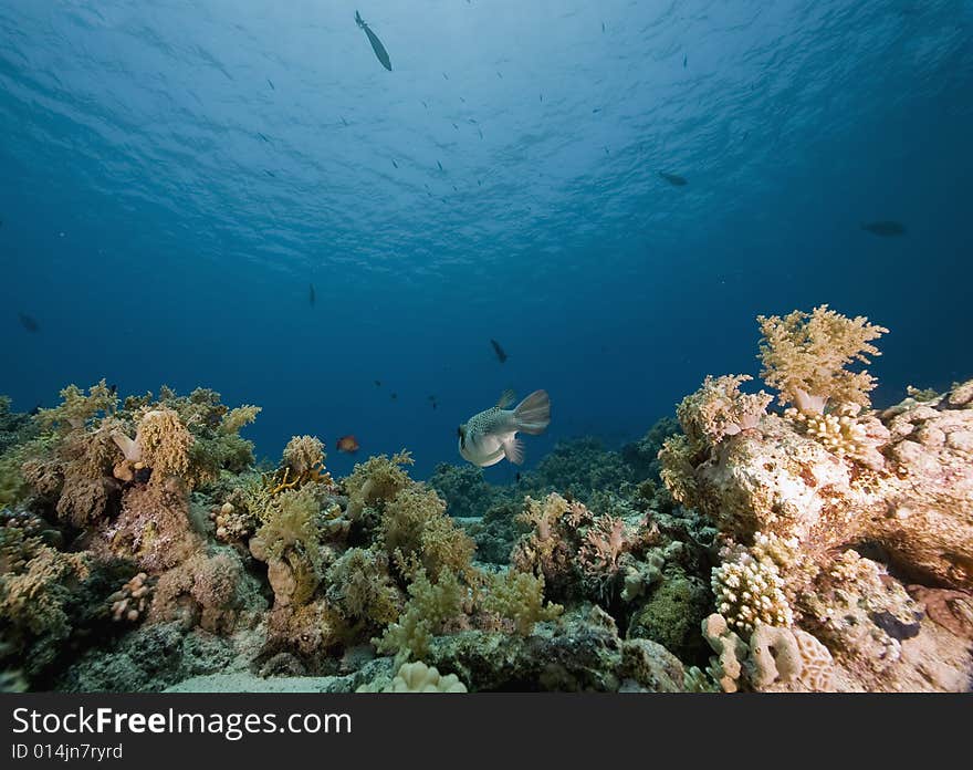 Coral and fish taken in the Red Sea.