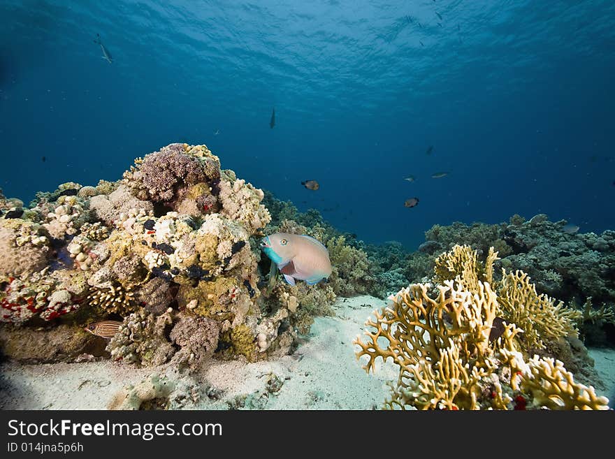 Coral and fish taken in the Red Sea.