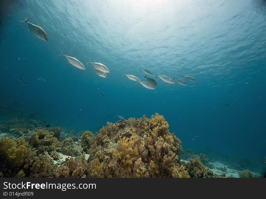 Coral and fish taken in the Red Sea.