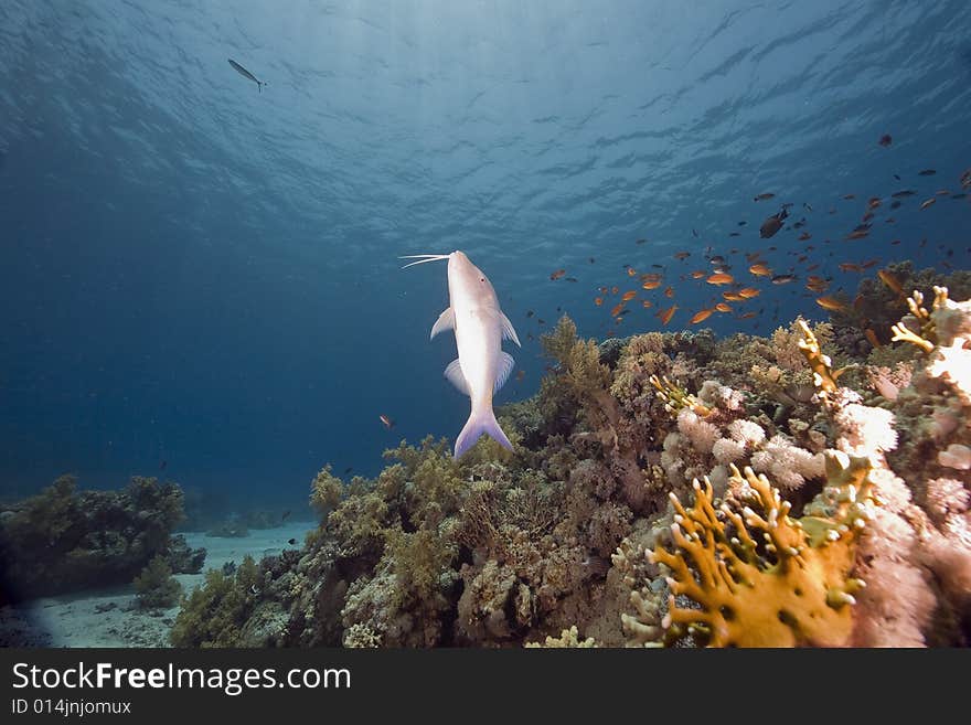 Coral and fish taken in the Red Sea.