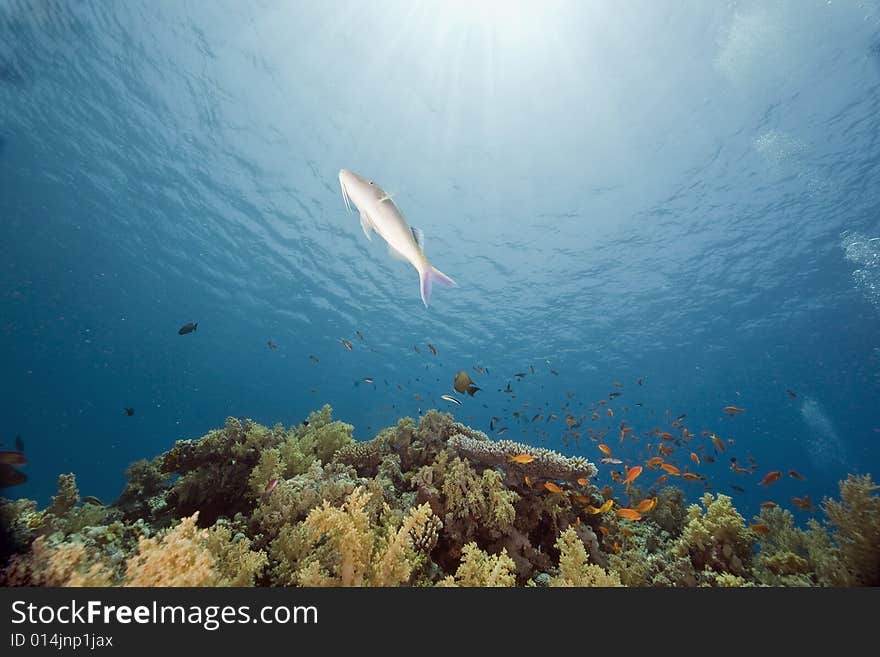 Coral and fish taken in the Red Sea.