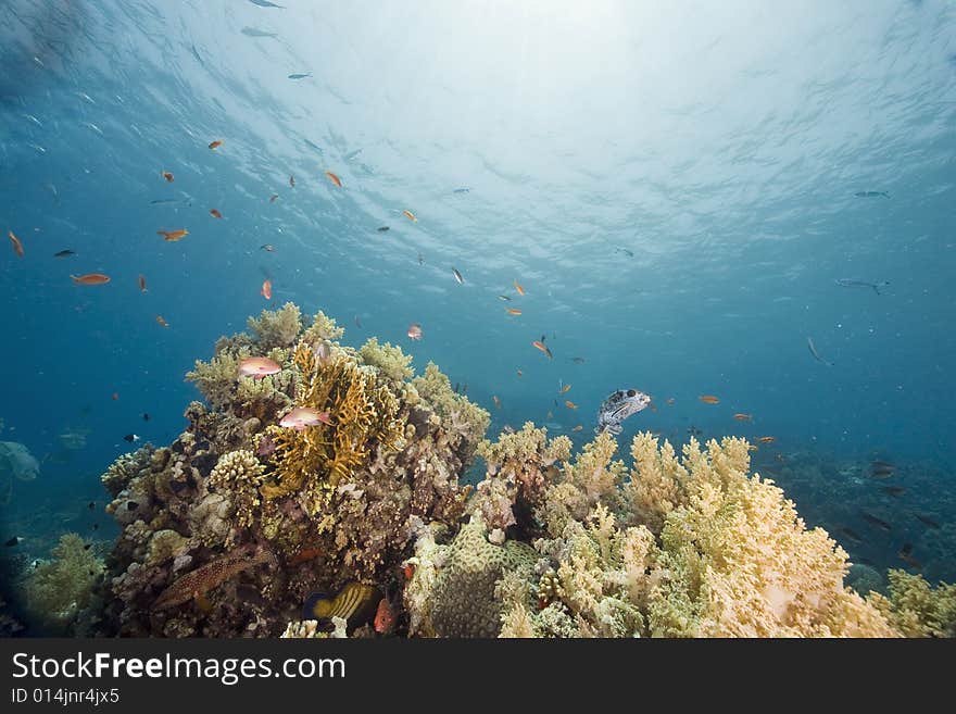 Coral and fish taken in the Red Sea.