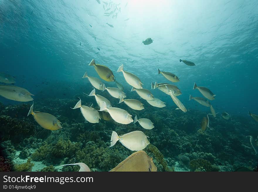 Bluespine unicornfish (naso unicornis)