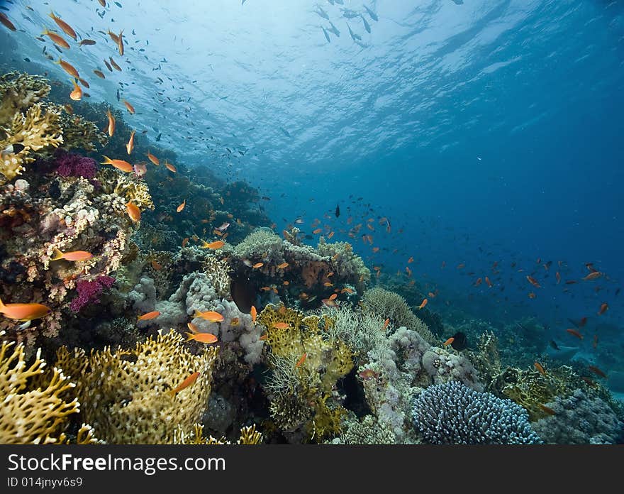 Coral and fish taken in the Red Sea.