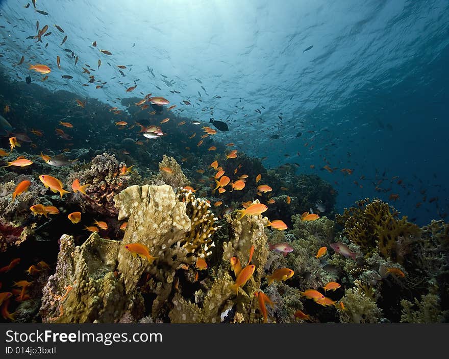 Coral and fish taken in the Red Sea.