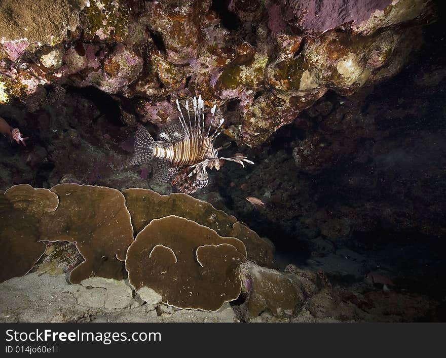 Common lionfish (pterois miles) taken in the Red Sea.