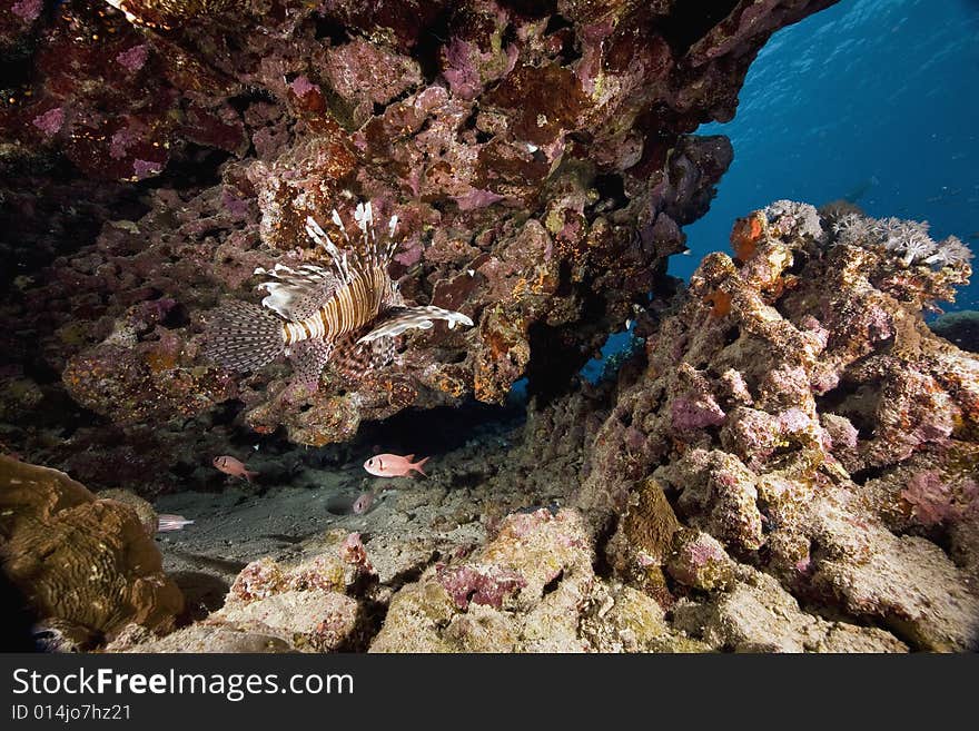 Common lionfish (pterois miles) taken in the Red Sea.