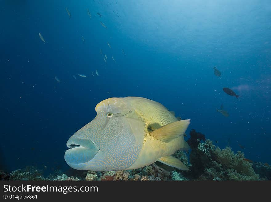 Napoleon wrasse (cheilinus undulatus taken in the Red Sea.