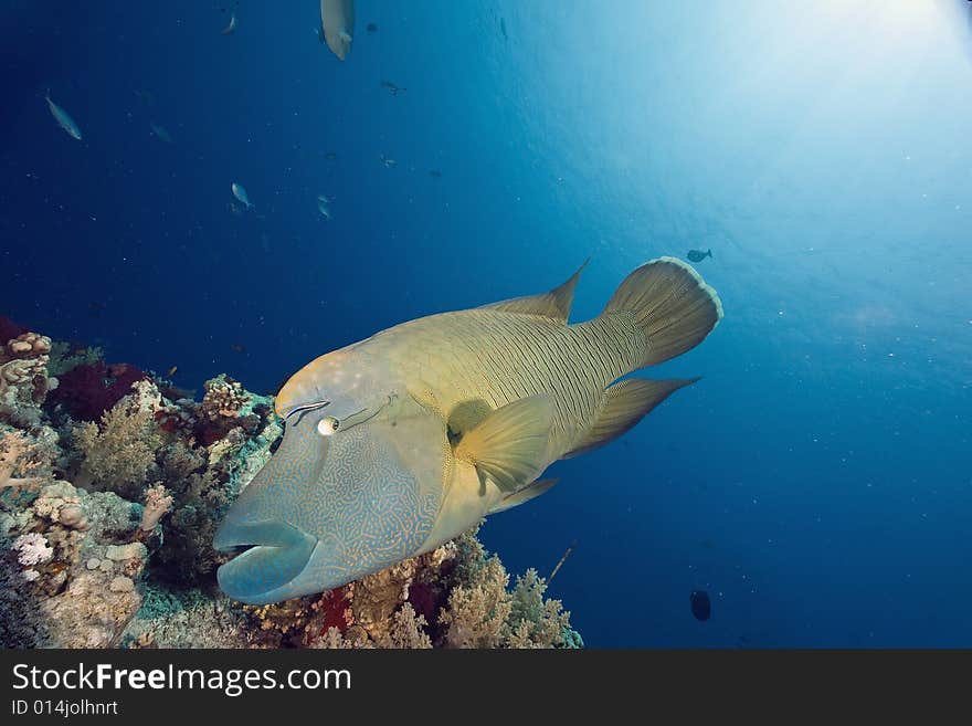 Napoleon wrasse (cheilinus undulatus taken in the Red Sea.