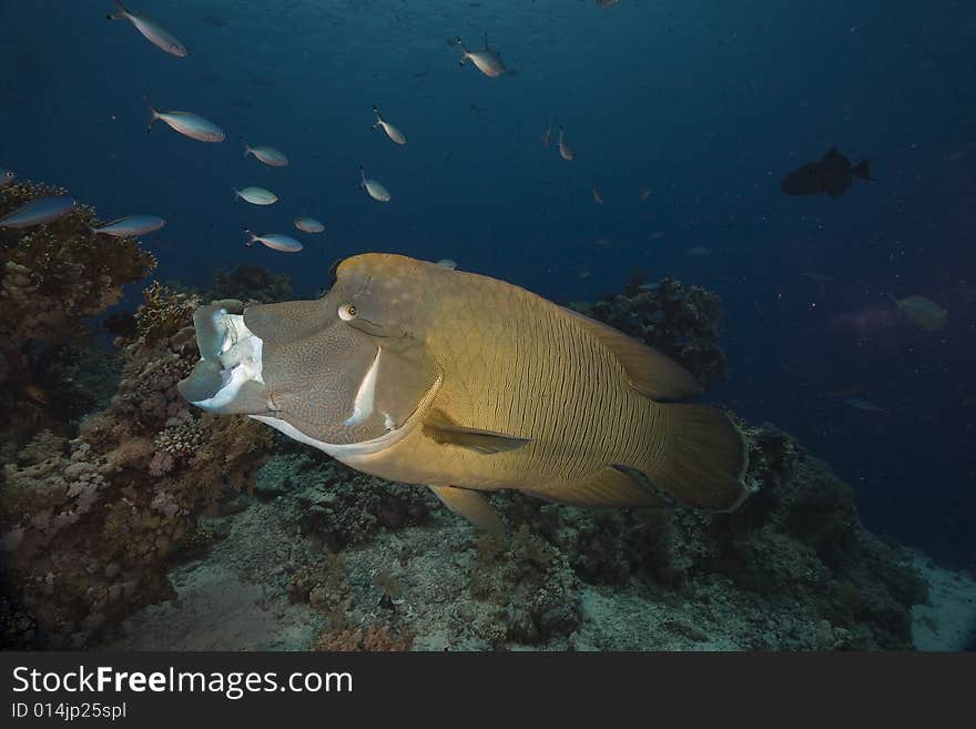 Napoleon wrasse (cheilinus undulatus taken in the Red Sea.