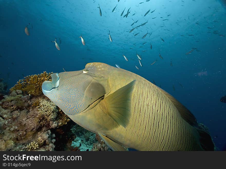 Napoleon wrasse (cheilinus undulatus taken in the Red Sea.