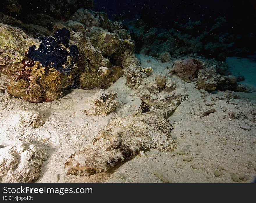 Indean ocean crocodilefish (papilloculiceps longiceps) taken in the Red Sea.