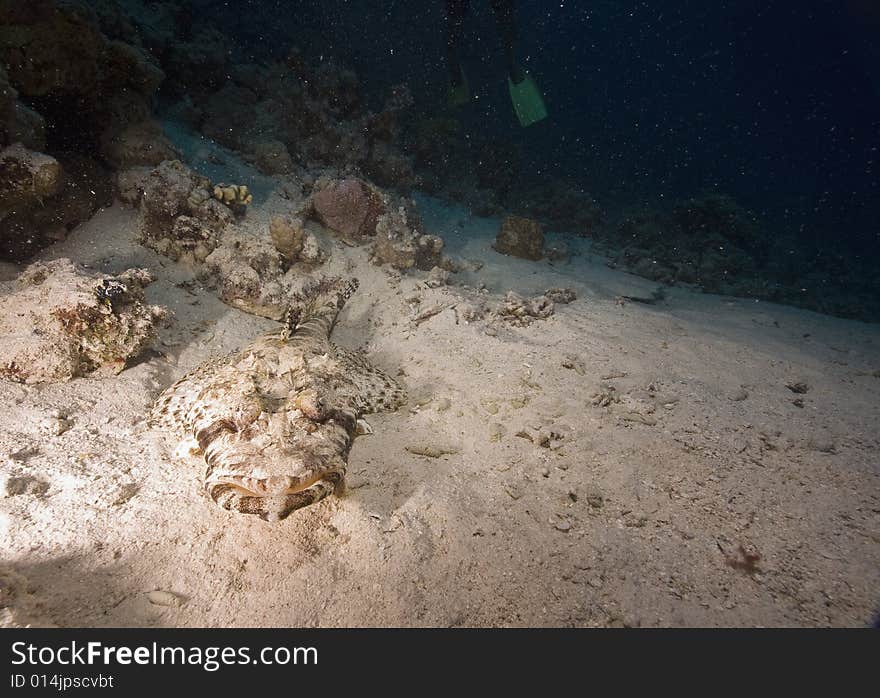 Indean ocean crocodilefish (papilloculiceps longiceps) taken in the Red Sea.