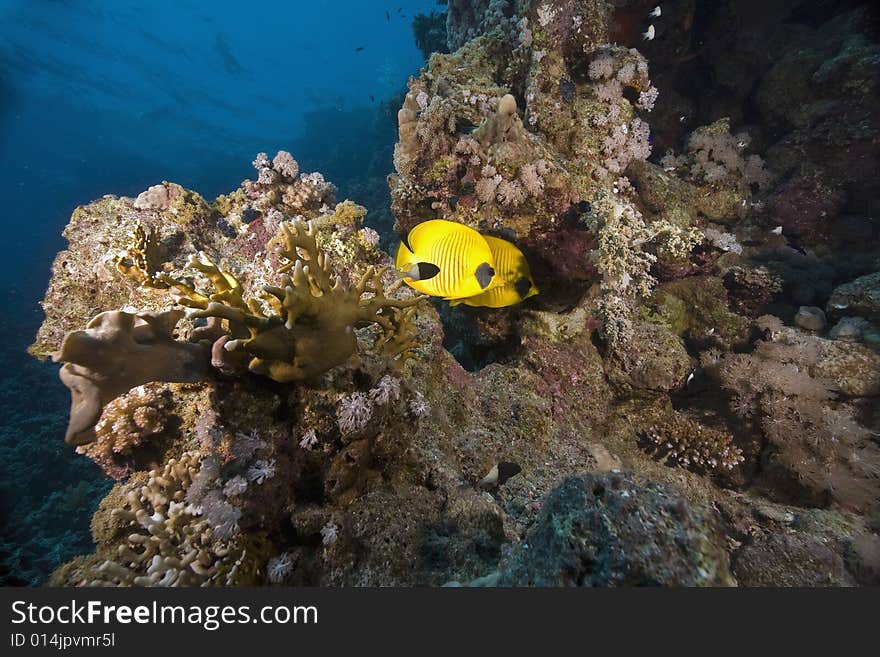 Masked butterflyfish (chaetodon larvatus) taken in the Red Sea.