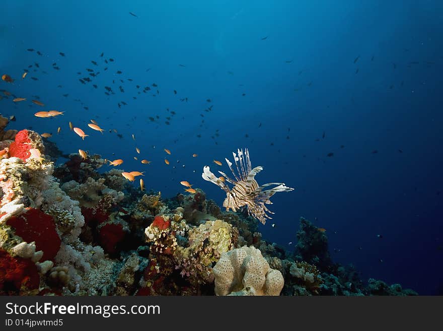 Coral and fish taken in the Red Sea.