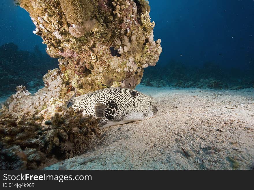 Starry puffer (arothron stellatus) taken in the Red Sea.