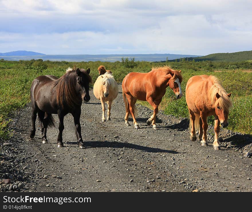 Icelandic Horses