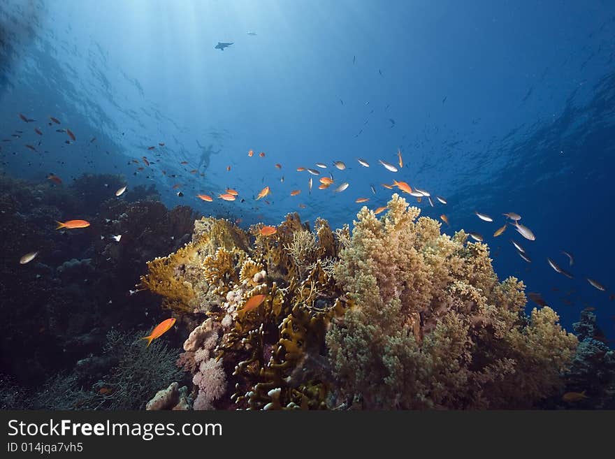 Coral and fish taken in the Red Sea.