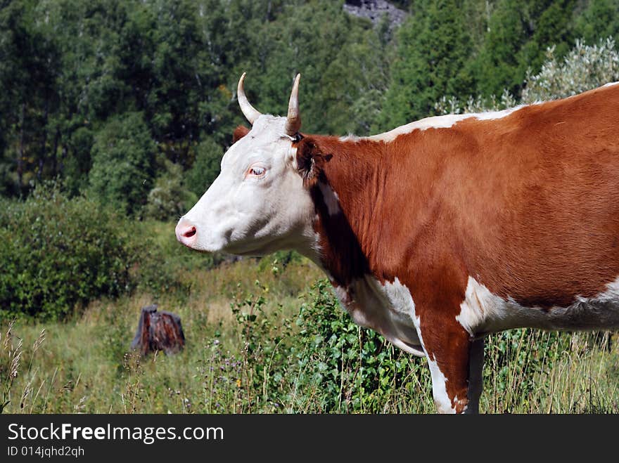 Cow