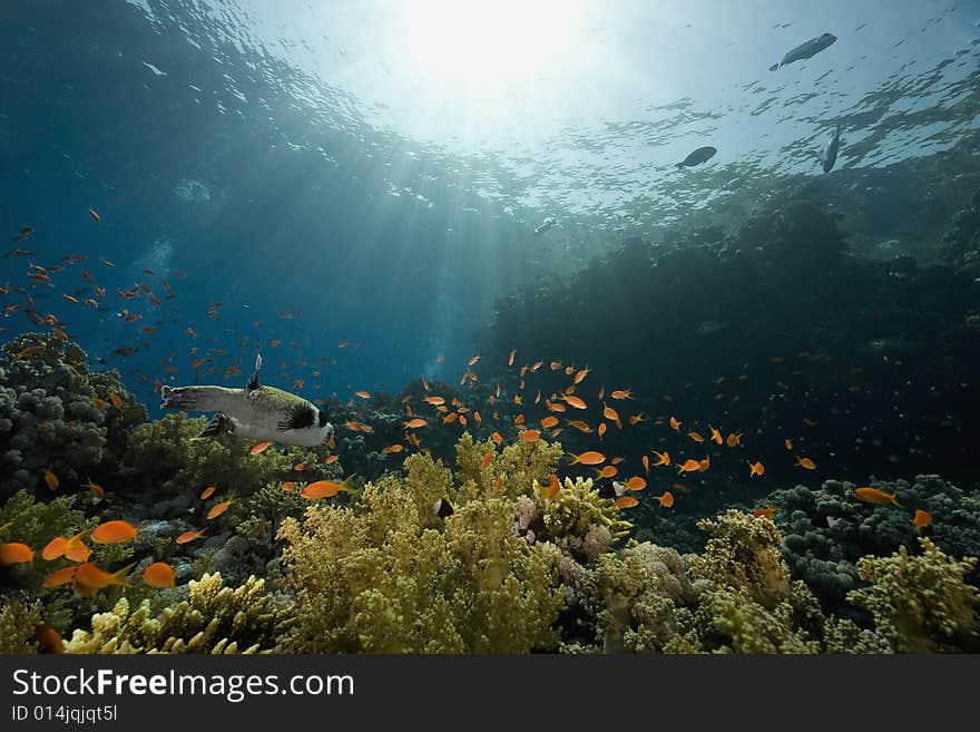 Coral and fish taken in the Red Sea.