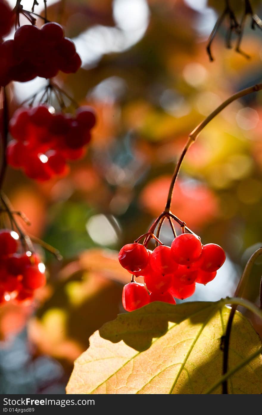 Snowball tree with ripe red berry