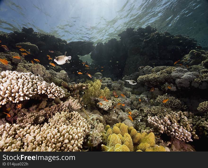 Coral and fish taken in the Red Sea.