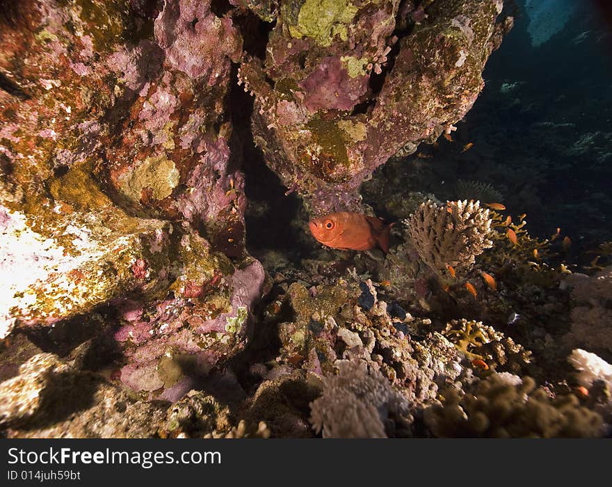 Coral and fish taken in the Red Sea.