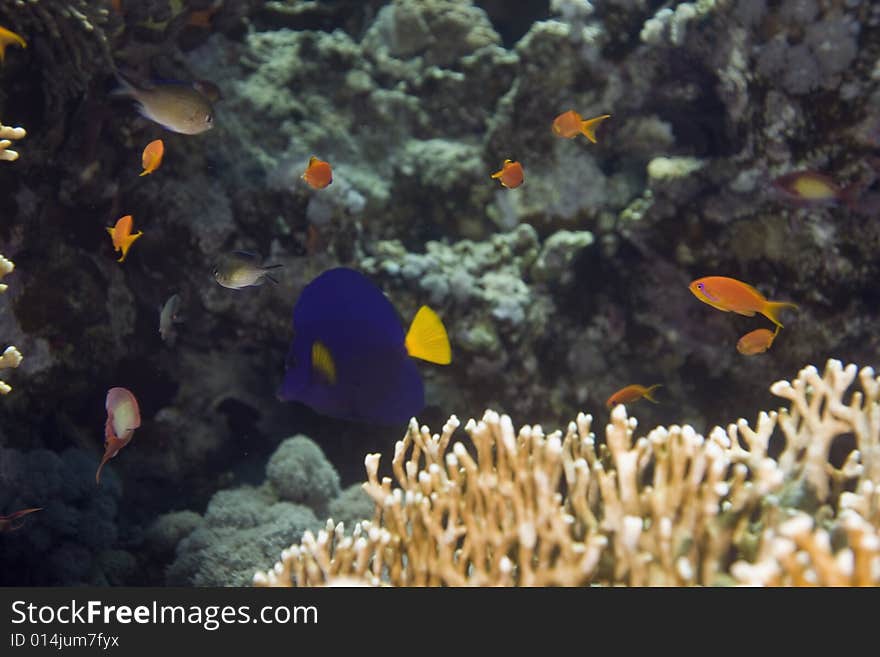 Coral and fish taken in the Red Sea.