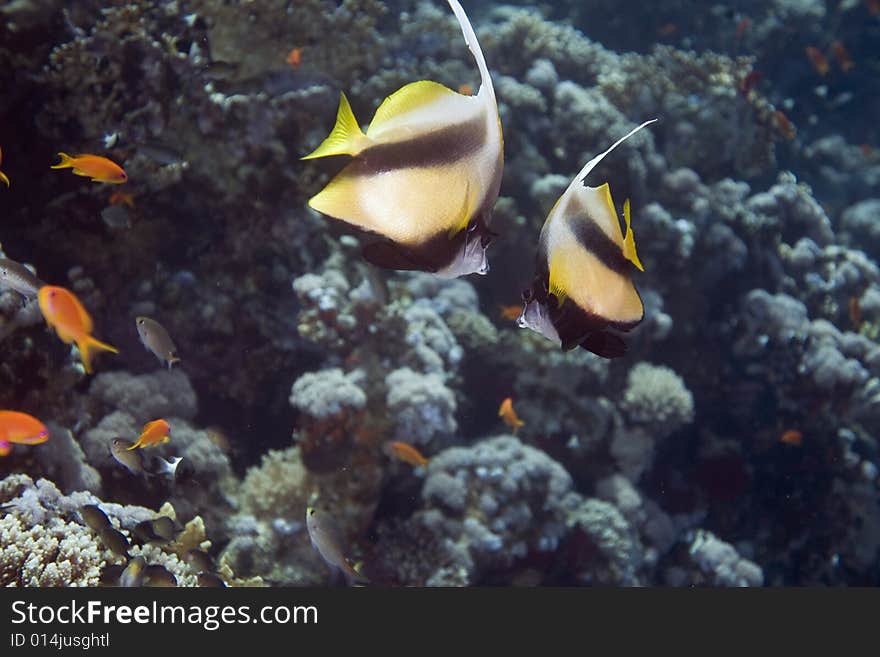 Coral and fish taken in the Red Sea.