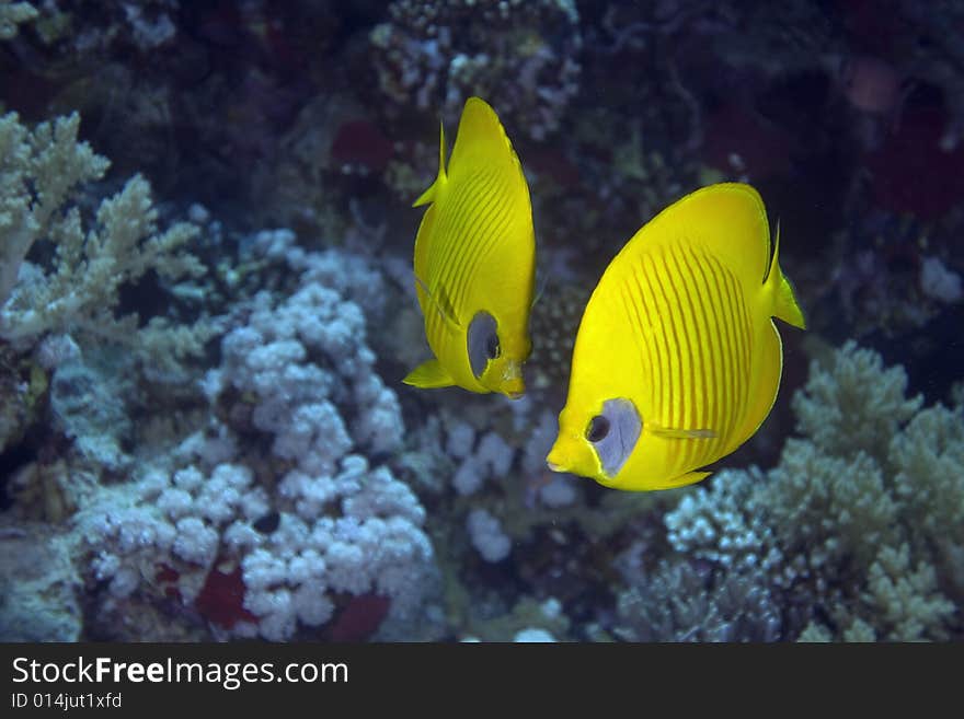 Masked butterflyfish (chaetodon larvatus) taken in the Red Sea.