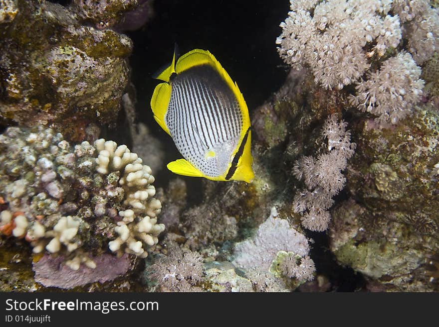 Blackbacked butterflyfish (chaetodon melannotus) taken in the Red Sea.