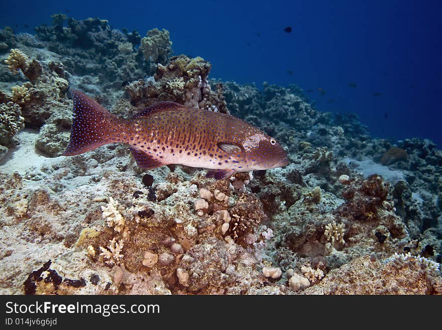 Red sea coralgrouper (plectropomus pessuliferus) taken in the Red Sea.