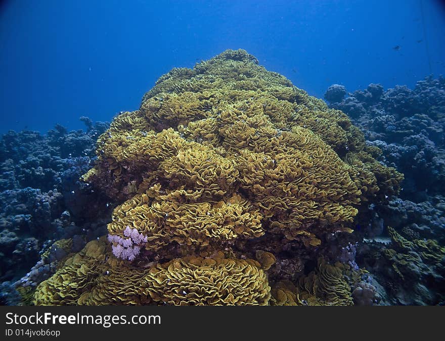 Leaf coral (echinophylla aspera) taken in the Red Sea.